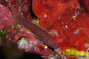 Corcyrogobius liechtensteini