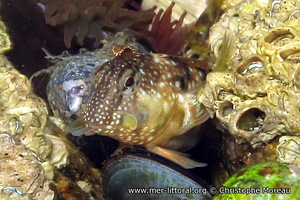 Coryphoblennius galerita