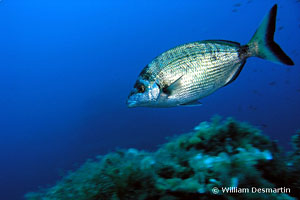 Diplodus puntazzo