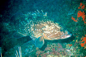 Epinephelus marginatus