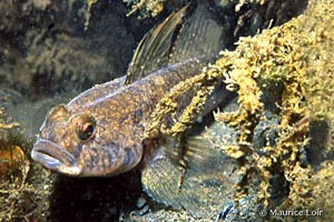 Gobius niger