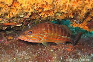 Serranus cabrilla