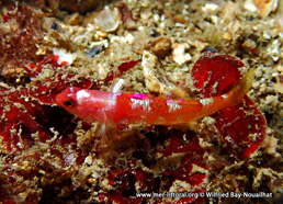 Speleogobius trigloides