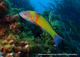 Thalassoma pavo