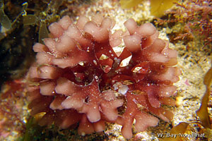 Phyllophora pseudoceranoïdes