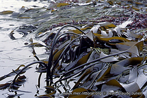 Laminaria digitata