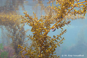 Sargassum muticum