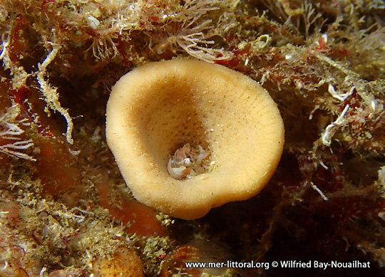 Axinella infundibuliformis