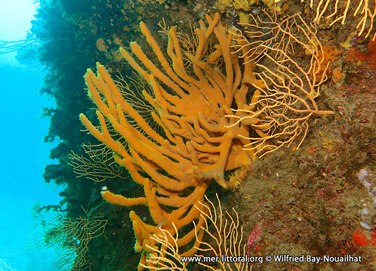 Axinella polypoides