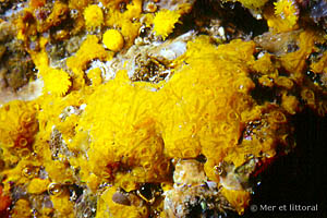 Download description of Crella (Grayella) pulvinar - Yellow crater sponge