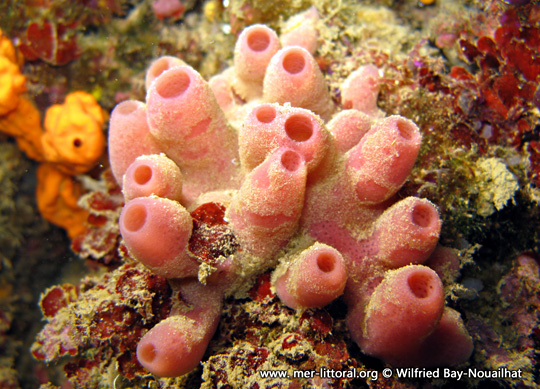 Haliclona (Reniera) mediterranea