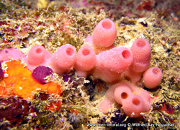 Haliclona (Reniera) mediterranea