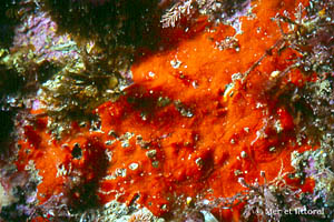 Mycale (Carmia) subclavata