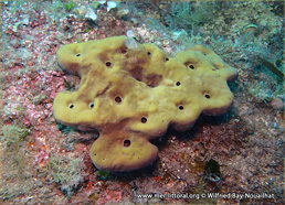 Petrosia (Petrosia) ficiformis