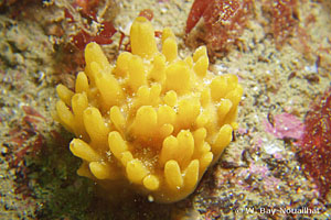 Polymastia boletiformis