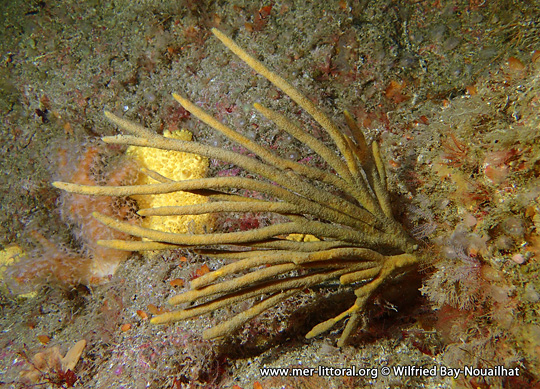 Raspailia (Clathriodendron) hispida