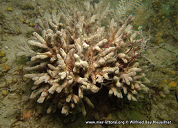 Raspailia (Raspailia) ramosa