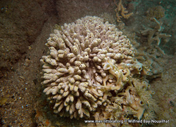 Raspailia (Raspailia) ramosa
