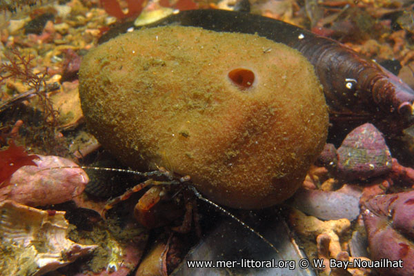 Suberites domuncula is a sea sponge that grows on a gastropoda shell  inhabited for a hermit crab Stock Photo - Alamy