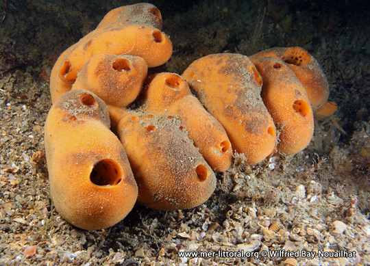 Suberites domuncula - Hermit-crab sponge (Sponge / Porifera images)