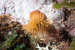 Actinia equina