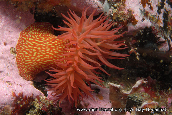 Actinia fragacea