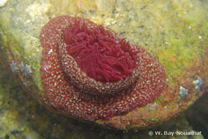 Actinia fragacea