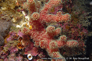 Alcyonium acaule