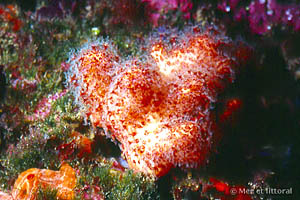 Alcyonium acaule