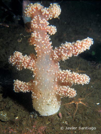 Alcyonium palmatum