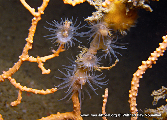 Amphianthus dohrnii