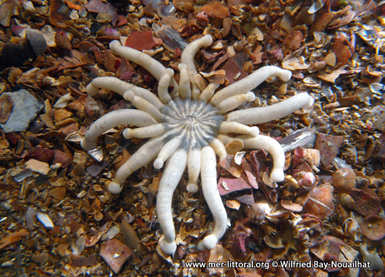 Symétrie radiaire chez l'anémone Anemonactis mazeli, WBN