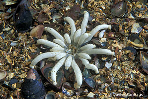 Anemonactis mazeli