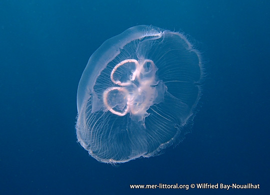 Aurelia aurita - Moon jellyfish