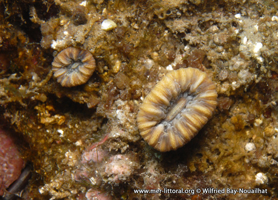 Balanophyllia (Balanophyllia) europaea