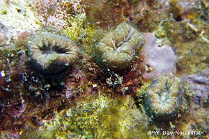 Balanophyllia (Balanophyllia) europaea