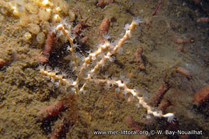 Callistephanus dubia