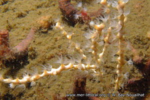 Callistephanus dubia