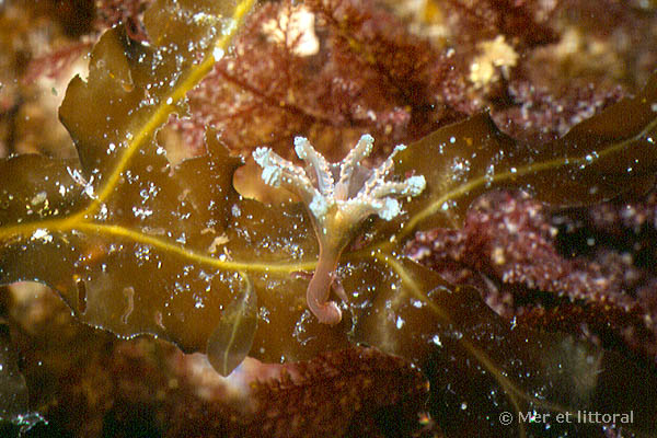 Calvadosia campanulata