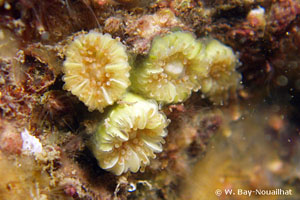 Caryophyllia (Caryophyllia) inornata