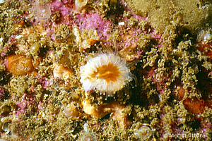 Caryophyllia (Caryophyllia) smithii