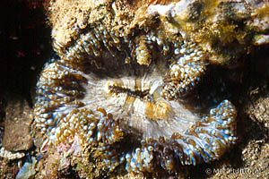 Cereus pedunculatus