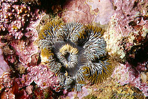 Cereus pedunculatus