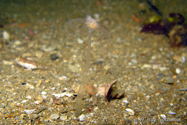 Corymorpha nutans