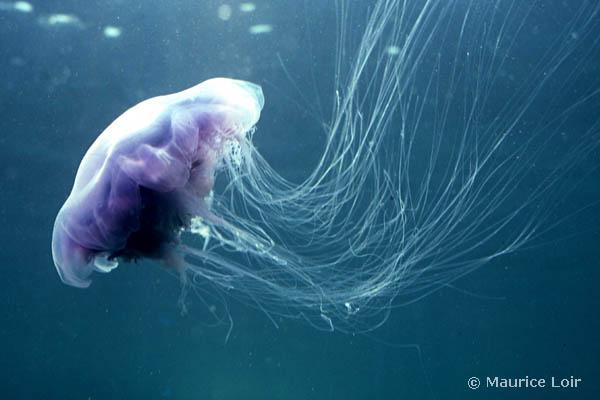 Cyanea lamarckii