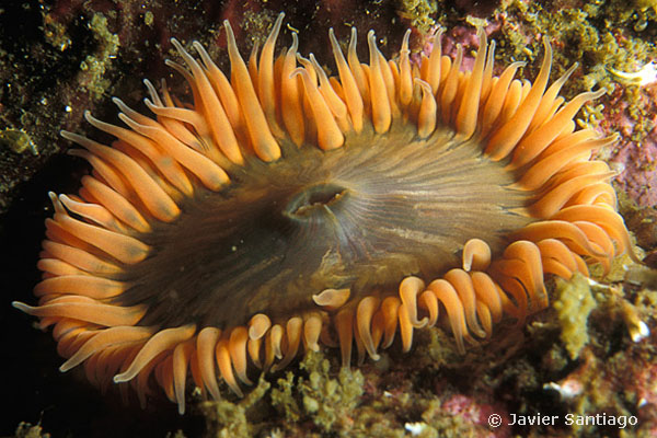 Cylista elegans aurantiaca