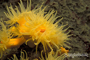 Dendrophyllia cornigera