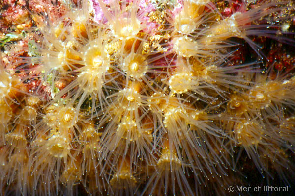 Epizoanthus couchii