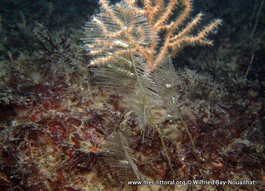 Lytocarpia myriophyllum