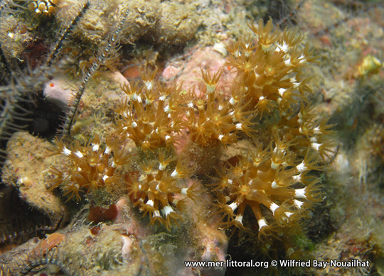 Maasella edwardsii